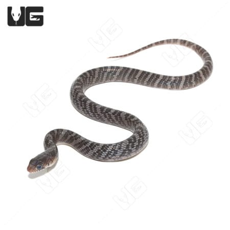 Yellowtail Cribo (Drymarchon corais) For Sale - Underground Reptiles