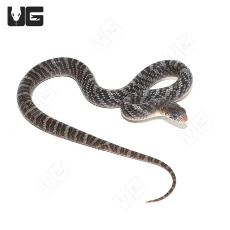 Yellowtail Cribo (Drymarchon corais) For Sale - Underground Reptiles