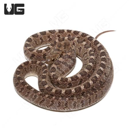 Diamond-back Egg Eating Snake (Dasypeltis confusa) For Sale - Underground Reptiles
