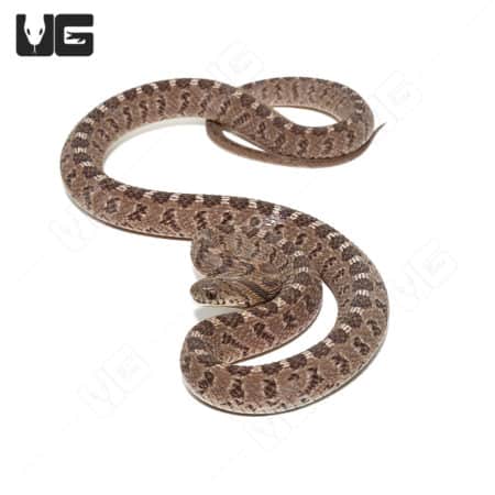 Diamond-back Egg Eating Snake (Dasypeltis confusa) For Sale - Underground Reptiles