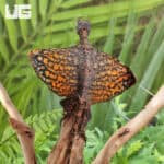 Flying Dragon Lizards For Sale - Underground Reptiles