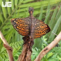 Flying Dragon Lizards For Sale - Underground Reptiles