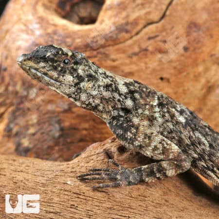 Flying Dragon Lizards For Sale - Underground Reptiles