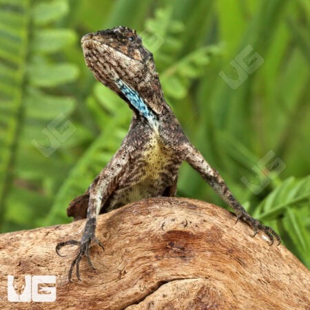 Flying Dragon Lizards For Sale - Underground Reptiles