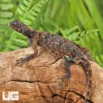Flying Dragon Lizards For Sale - Underground Reptiles
