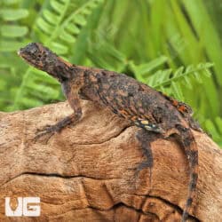 Flying Dragon Lizards For Sale - Underground Reptiles