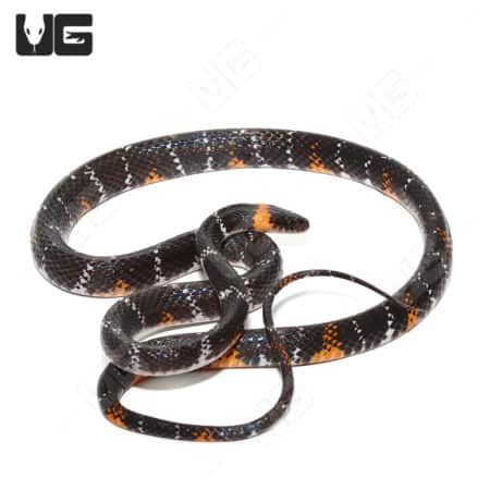 Forest Flame Snake (Oxyrhopus petolarius)