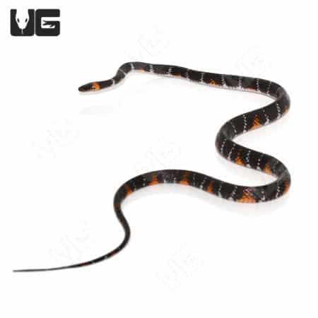 Forest Flame Snake (Oxyrhopus petolarius)
