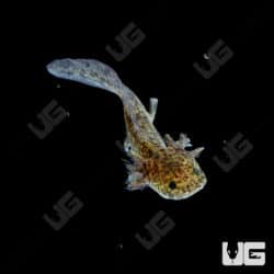 GFP Wildtype Axolotls (Ambystoma mexicanum) For Sale - Underground Reptiles