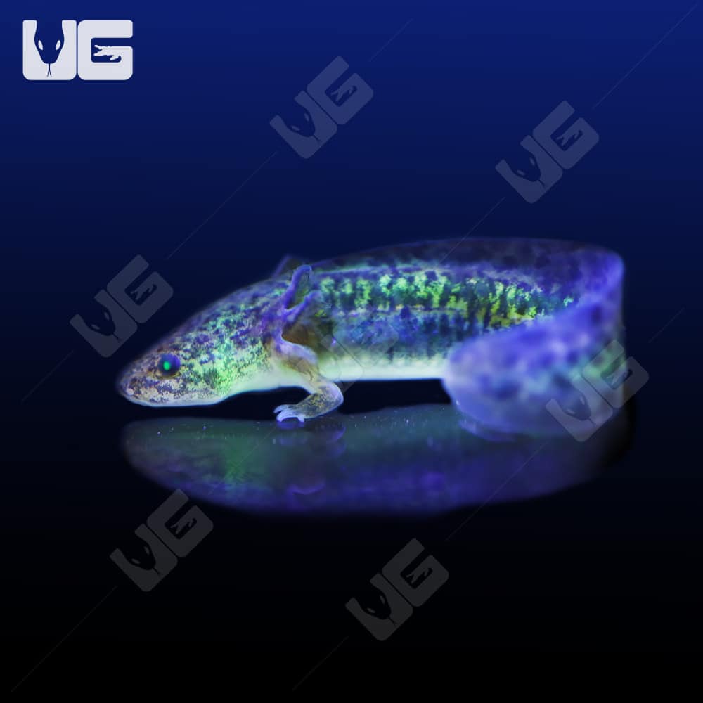 GFP Wildtype Axolotls (Ambystoma mexicanum) For Sale - Underground Reptiles