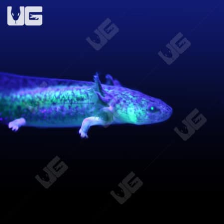 GFP Wildtype Axolotls (Ambystoma mexicanum) For Sale - Underground Reptiles