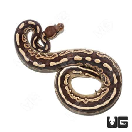 GHI Mojave Black Pastel Het Pied Ball Python (#060) (Python regius) For Sale - Underground Reptiles