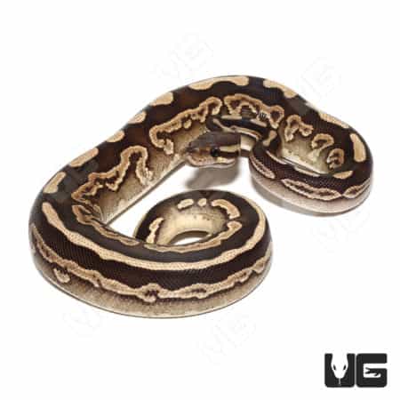 GHI Mojave Black Pastel Het Pied Ball Python (#060) (Python regius) For Sale - Underground Reptiles