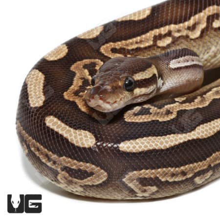GHI Mojave Black Pastel Het Pied Ball Python (#060) (Python regius) For Sale - Underground Reptiles