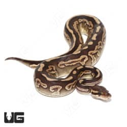 GHI Mojave Black Pastel Het Pied Ball Python (#060) (Python regius) For Sale - Underground Reptiles