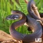 D'Alberts White Lipped Python For Sale - Underground Reptiles