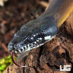 D'Alberts White Lipped Python For Sale - Underground Reptiles