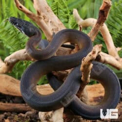 D'Alberts White Lipped Python For Sale - Underground Reptiles