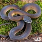 D'Alberts White Lipped Python For Sale - Underground Reptiles