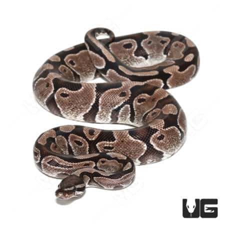 Axanthic female ball python showcasing unique gray and black coloration.