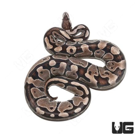 Axanthic female ball python, a rare and stunning reptile from Underground Reptiles.