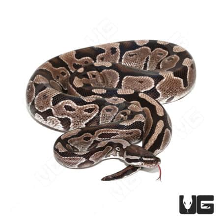 Axanthic female ball python for sale, showcasing unique coloration and pattern.