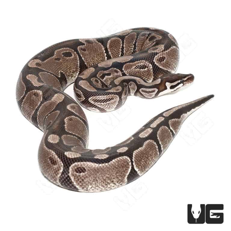 Baby ball python het vpi axanthic for sale underground reptiles