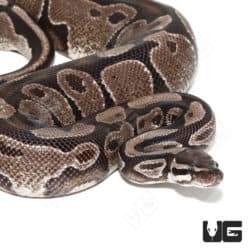 Adult Female Axanthic Ball Python #2 (Python regius) For Sale - Underground Reptiles