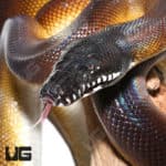 Adult Female D'Alberts White Lipped Python (Leiopython albertisii) For Sale - Underground Reptiles