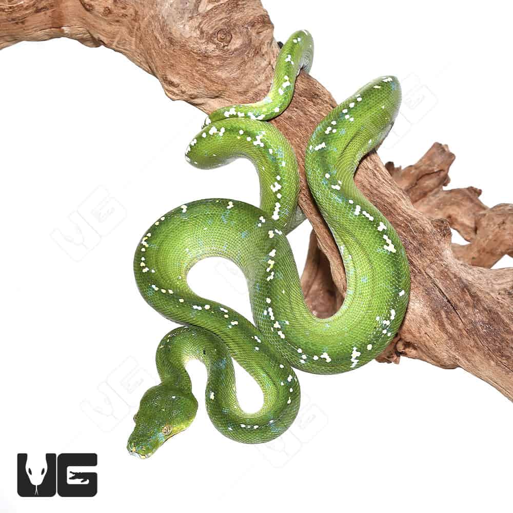 High Blue Adult Aru Green Tree Python Morelia Viridis For Sale Underground Reptiles