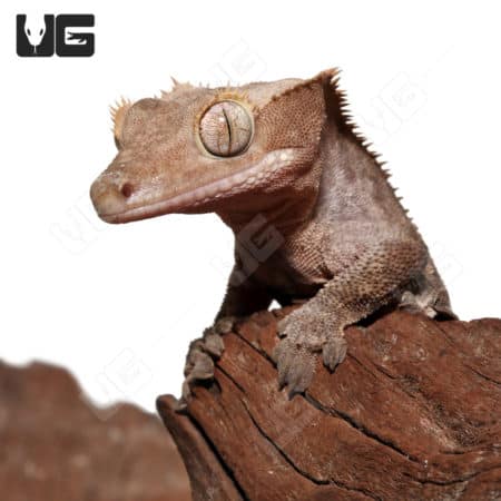 Adult Male Buckskin Crested Gecko (Correlophus ciliatus) For Sale - Underground Reptiles