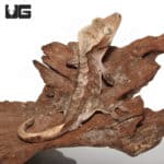Adult Male Buckskin Crested Gecko (Correlophus ciliatus) For Sale - Underground Reptiles