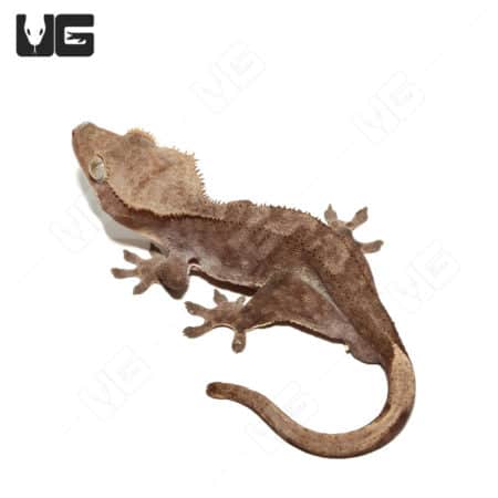 Adult Male Buckskin Crested Gecko (Correlophus ciliatus) For Sale - Underground Reptiles