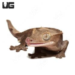 Adult Male Buckskin Crested Gecko (Correlophus ciliatus) For Sale - Underground Reptiles