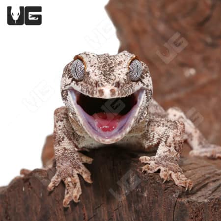 Adult male colored striped gargoyle gecko with vibrant markings and expressive face.
