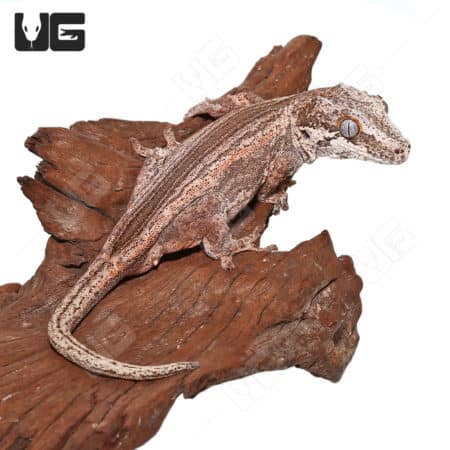 Adult male colored striped gargoyle lizard on wood branch.