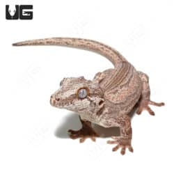 Adult Male Colored Striped Gargoyle (Rhacodactylus auriculatus) For Sale - Underground Reptiles