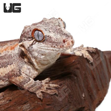 Orange Stripe Gargoyle gecko, adult male, showcasing vibrant coloration and unique pattern.