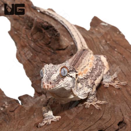 Adult male orange stripe gargoyle gecko on wood branch.