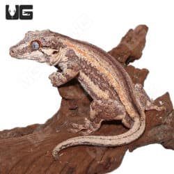 Adult Male Orange Stripe Gargoyle (Rhacodactylus auriculatus) For Sale - Underground Reptiles