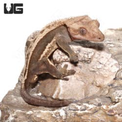 Adult Quadstripe Half Tail Crested Gecko (Correlophus ciliatus) For Sale - Underground Reptiles