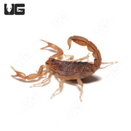 Agile Saw Finger Scorpion (Gertschius agilis) For sale - Underground Reptiles