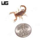 Agile Saw Finger Scorpion (Gertschius agilis) For sale - Underground Reptiles