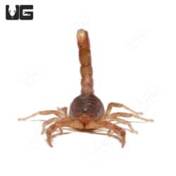 Agile Saw Finger Scorpion (Gertschius agilis) For sale - Underground Reptiles