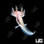 Albino Axolotls (Ambystoma mexicanum) For Sale - Underground Reptiles