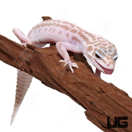 Albino Super Snow Leopard Gecko on a branch.