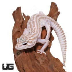 Juvenile Albino Super Snow Leopard Geckos (Eublepharis macularius) For Sale - Underground Reptiles