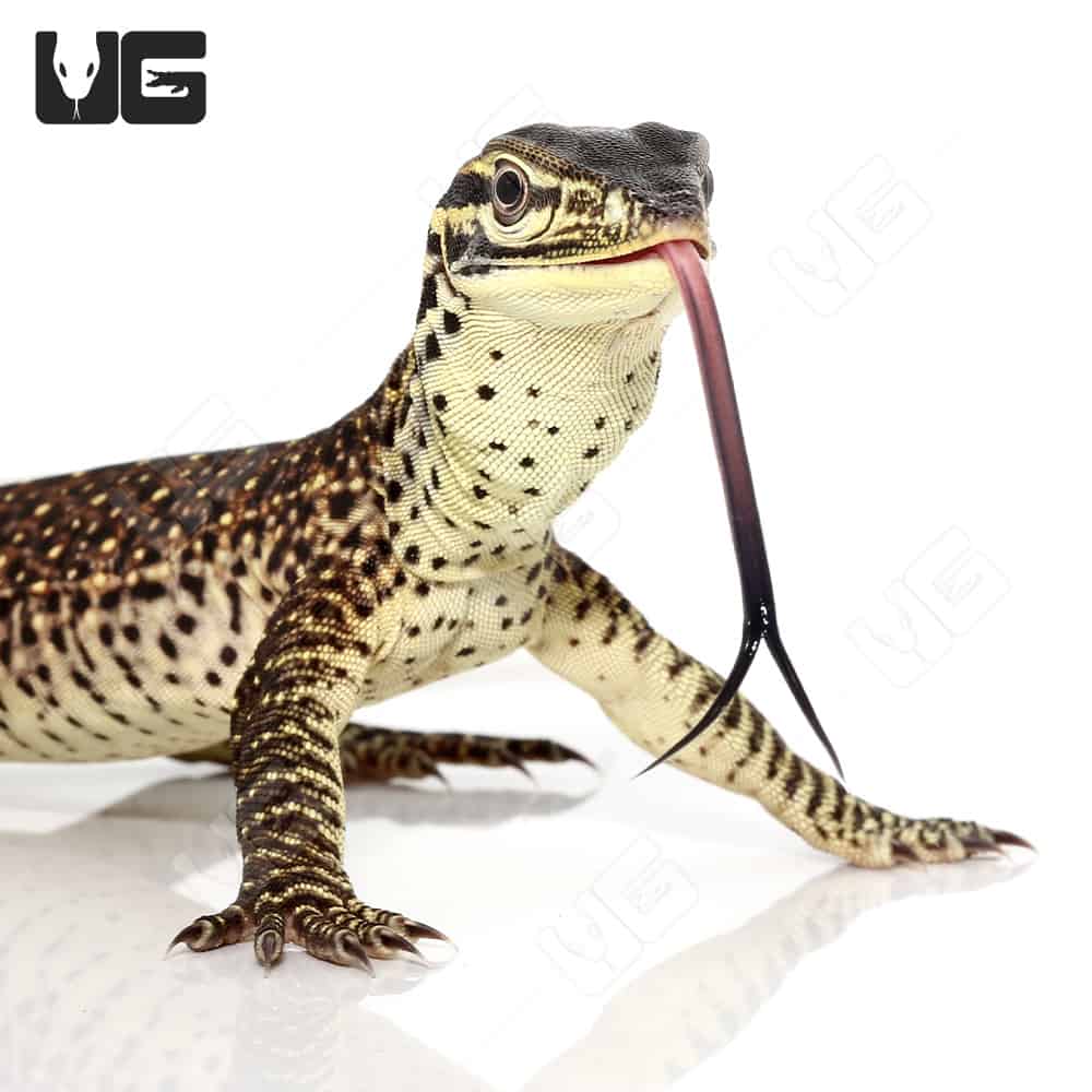 argus monitor lizard for sale
