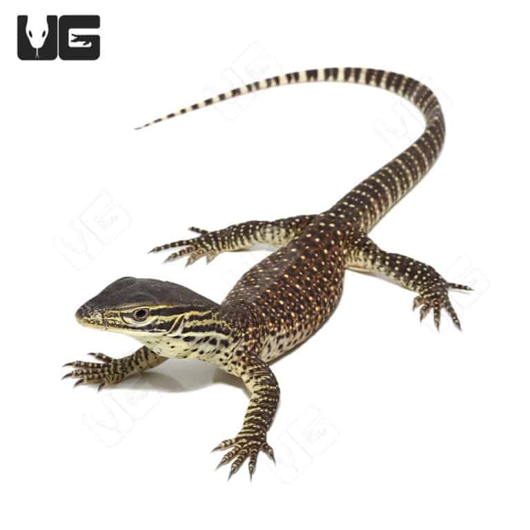 Baby Argus Monitors (Varanus panoptes) For Sale Underground Reptiles