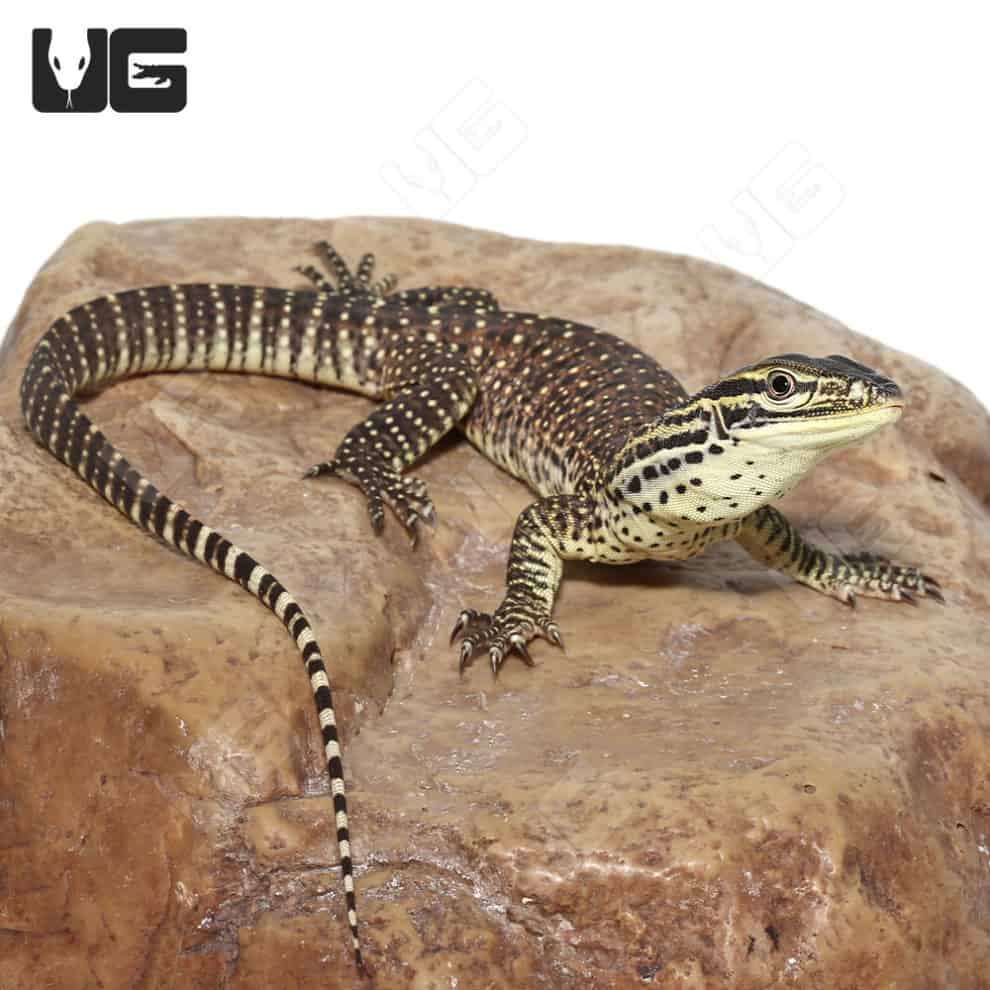 Baby Argus Monitors (Varanus panoptes) For Sale Underground Reptiles